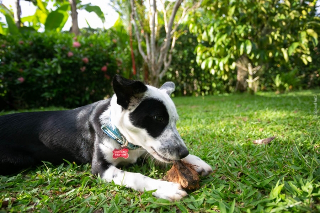 Dog at Casa Marcellino Hotel in Cahuita
