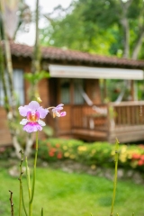 Orchids at Casa Marcellino Hotel in Cahuita Costa Rica